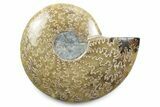 Polished Fossil Ammonite Dish - Madagascar #383930-1